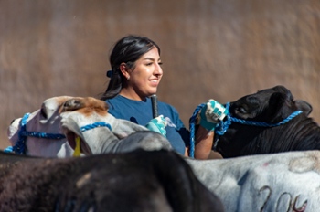 Image of a female student smiling while holding a halter on a steer.